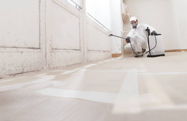 24/7 Emergency Black Mold Remediation experts in Arlington Heights, PA