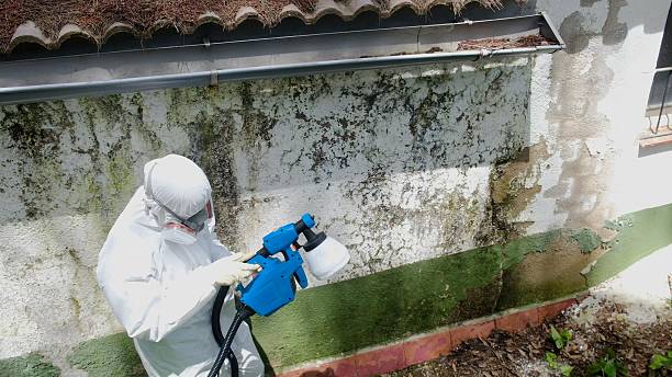 Top rated local Black Mold Remediation specialists in Arlington Heights, PA